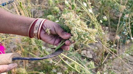Harvesting of ripped carrot crop, close up view