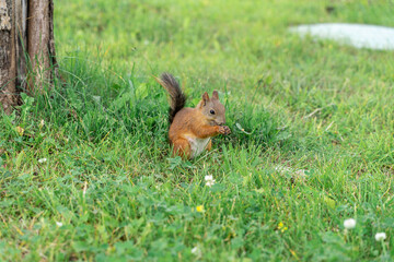 Squirrel is walking on green grass in Park