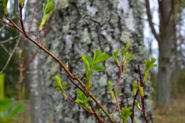 small tree branches in spring on neutral blur background. abstract with fresh green leaves. Spring macro photography