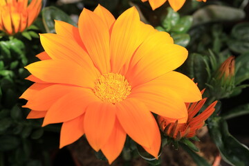 Beautiful blooming gazania in sunny May