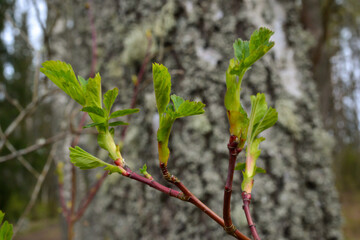small tree branches in spring on neutral blur background. abstract with fresh green leaves. Spring macro photography