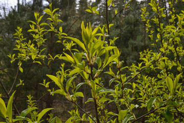 small tree branches in spring on neutral blur background. abstract with fresh green leaves. Spring macro photography