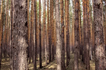 Fotobehang Smooth rows of pine trunks in the forest. Plantations - rows of even tree trunks in the forest. © Илья Юрукин