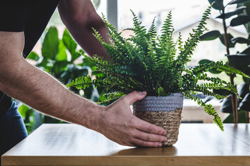 Man taking care of his potted Nephrolepis exaltata (Boston fern, Green Lady) on wooden table with copy space. Nice and modern space of home interior. Cozy home decor. Home garden.