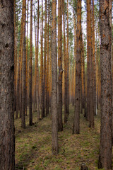Smooth rows of pine trunks in the forest. Plantations - rows of even tree trunks in the forest.