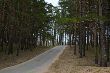 Asphalt driveway to the sea dunes that passes through a green pine forest.