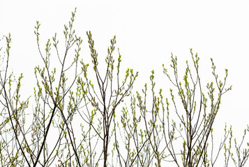 treetops against the sky in spring