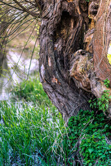 old gnarled tree trunk in the meadow