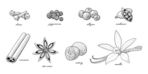 Collection of seasoning and culinary plant, hand drawn sketch vector illustration, vintage engraving condiment set isolated on white background.