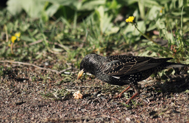 The starling bird flew into the garden in the spring