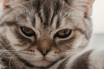 Portrait of a beautiful Scottish cat lying and resting on the window