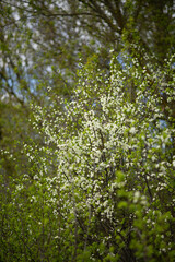 Fototapeta premium Photo of flowering branches in spring.
