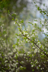 Photo of flowering branches in spring.
