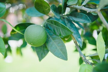 Fresh lime at the tree