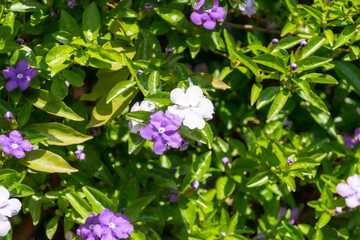 ニオイバンマツリ