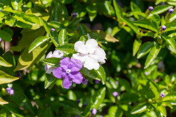 ニオイバンマツリ