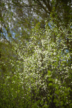 Photo of flowering branches in spring.