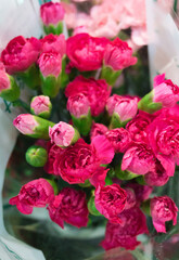 Red pink carnation flowers. Close up to a beautiful bouquet of blooming pink carnation
