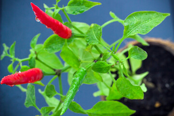 Homegrown chili pepper plant top view close up. Red and green chili peppers with water drops