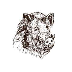Wild boar (Sus scrofa) pig muzzle,  gravure style ink drawing illustration isolated on white - obrazy, fototapety, plakaty