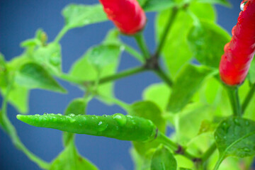 Homegrown chili pepper plant top view close up. Red and green chili peppers with water drops