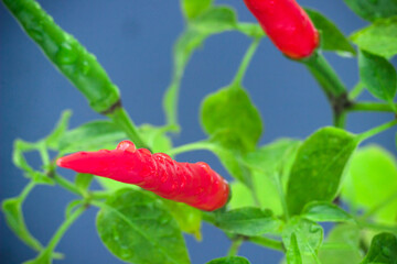Homegrown chili pepper plant top view close up. Red and green chili peppers with water drops
