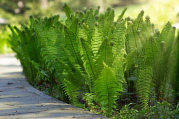 Fern growing along a path in the park.