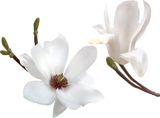 isolated magnolia two white blooms © Alexander Potapov