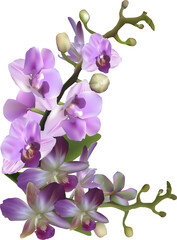 Naklejka na ściany i meble beautiful lilac orchid bunch on white