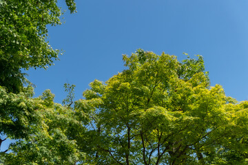 Obraz premium 空と木