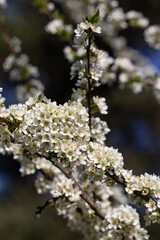Fototapeta premium Plum Tree Blossoming in Sunny Spring Day. Nature is Pure Beauty. Abundant Nature