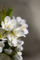 Plum Tree Blossom in Sunny Spring Day. Nature is Pure Beauty. Abundant Nature