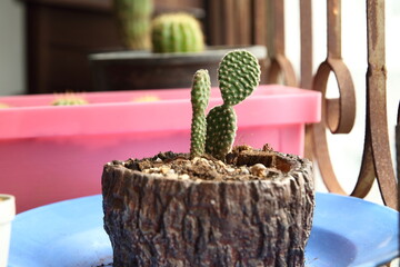 Selective focus, small cactus in the pot. 