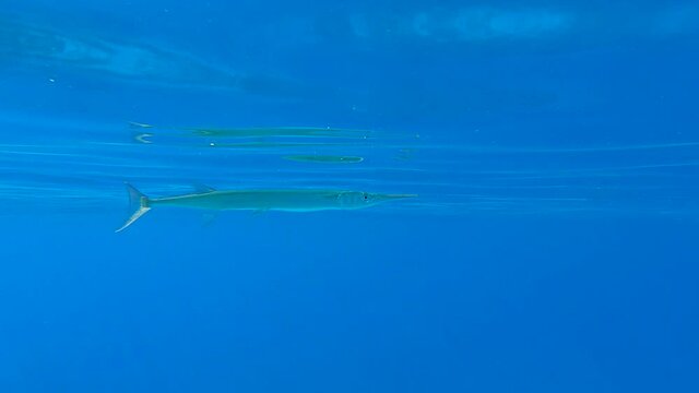 Needlefish swim on the blue water in sunlights (4K - 60fps)