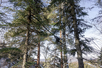 Fototapeta premium Winter forest; the morning rays of the sun break through the trees, illuminating the snow cover.