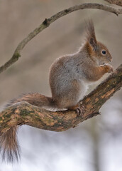 Naklejka na ściany i meble winter fluffy squirrel on branch