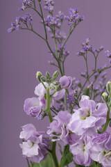 The beautiful stock flower with sealavender on purple background.