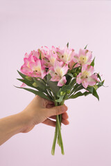 Beautiful bouquet of red alstroemeria flowers on a pink background.