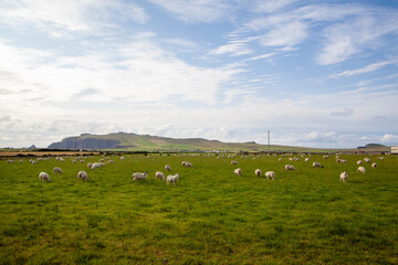 Sheep grazing in Dingle Peninsula Ireland