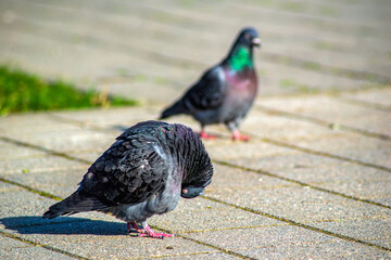street pigeons on a sunny day