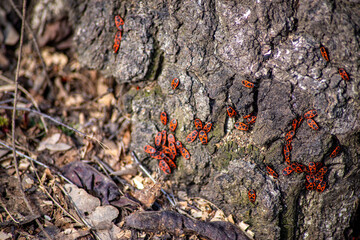kalonia red-black beetles firefighters on the bark