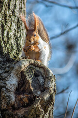gray squirrel with an orange head on a tree