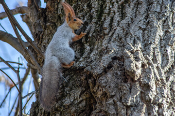 gray squirrel with an orange head on a tree