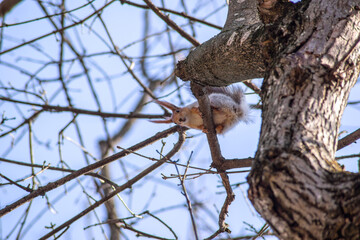 gray squirrel with an orange head on a tree