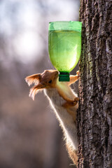 gray squirrel with an orange head on a tree