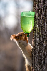 gray squirrel with an orange head on a tree