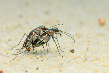 Tiger beetle mating on sand