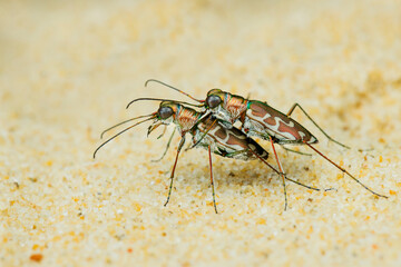 Tiger beetle mating on sand