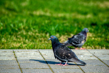 street pigeons on a sunny day