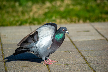 Fototapete bei efototapeten.de bestellen   